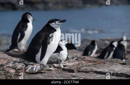 Pinguino Chinstrap (Pigoschelis antartide) e pulcini in colonia su Signy Island, South Shetlands, Antartide Foto Stock