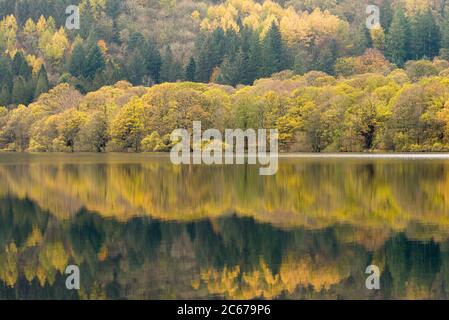 Colore autunnale di Holme Wood riflesso in Loweswater nel Lake District National Park, Cumbria, Inghilterra. Foto Stock