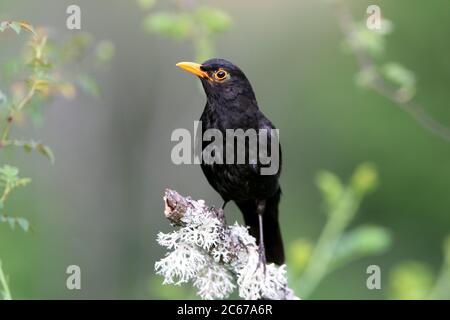 Uccello nero comune con la prima luce del giorno sul suo il tuo piatto preferito Foto Stock