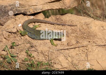 Lucertola ocellata crogiolarsi al sole con la prima mattina luci Foto Stock