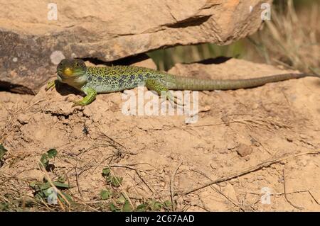 Lucertola ocellata crogiolarsi al sole con la prima mattina luci Foto Stock