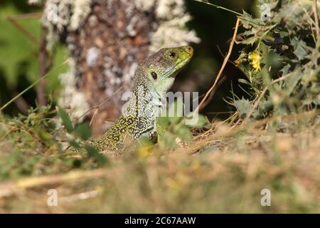 Lucertola ocellata crogiolarsi al sole con la prima mattina luci Foto Stock