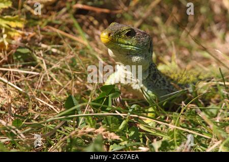 Lucertola ocellata crogiolarsi al sole con la prima mattina luci Foto Stock