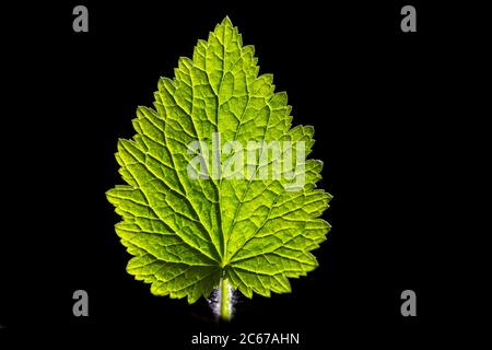 Foglia di figura gialla Foto Stock