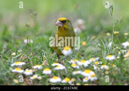 Maschio di verdino europeo nelle ultime luci del giorno Foto Stock