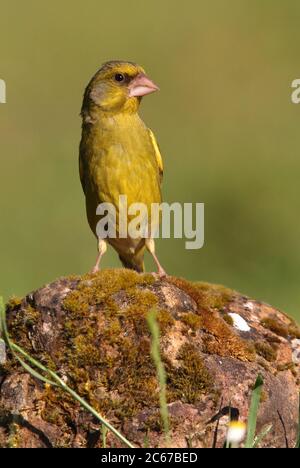 Maschio di verdino europeo nelle ultime luci del giorno Foto Stock