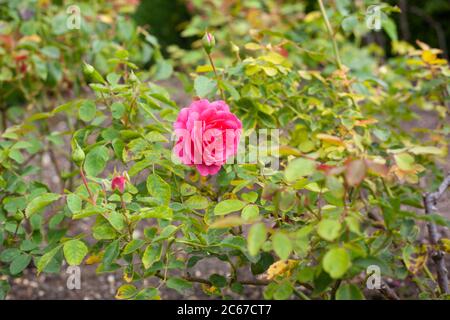 Vista del rosa brillante Sir John Betjeman Rose in fiore Foto Stock
