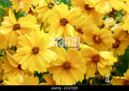 Coreopsis grandiflora Christchurch Tickseed Foto Stock