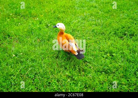 Anatra rossa, Ruddy Shelduck, conosciuta come l'anatra Brahminy, su anatra rossa, erba verde Tadorna ferruginea Foto Stock