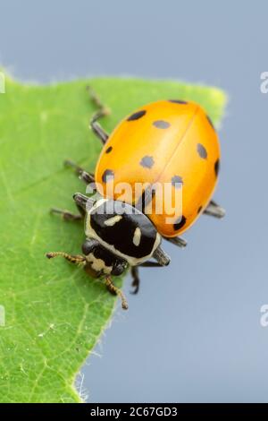 Convergent Lady Beetle (Hippodamia convergens) Foto Stock