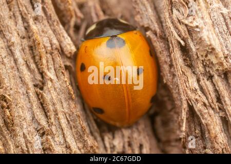 Sette-spotted Lady Beetle (Coccinella septempunctata) Foto Stock