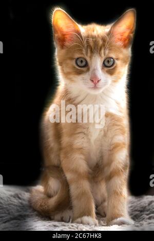 Gatto giovane, gattino Foto Stock