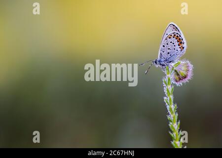 Maschio con borchie in argento blu Foto Stock