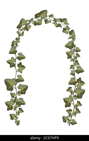 Rami decorativi di illustrazione di pianta di edera su sfondo bianco. Illustrazione Vettoriale