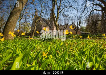 Tulipano selvatico, Tulipa sylvestris Foto Stock