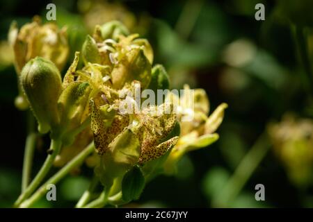 Tricyrtis latifolia. Macro di Toad Lily nel Giardino Botanico di Oslo Foto Stock
