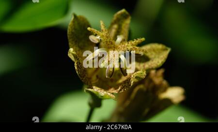 Tricyrtis latifolia. Macro di Toad Lily nel Giardino Botanico di Oslo Foto Stock
