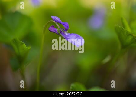 Skov-Viol, cane-violetto precoce, Viola Foto Stock