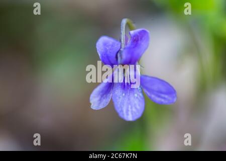 Skov-Viol, cane-violetto precoce, Viola Foto Stock