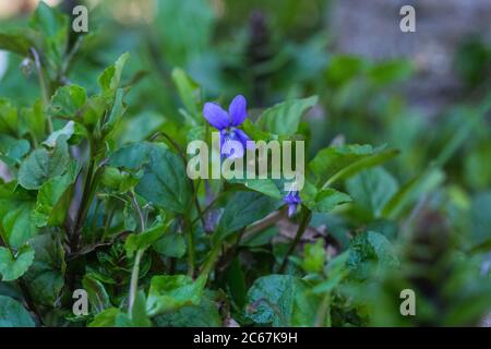 Skov-Viol, cane-violetto precoce, Viola Foto Stock