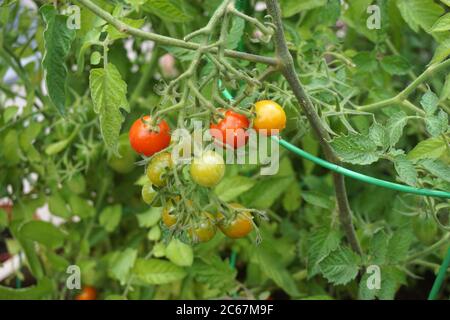 Pomodori ciliegini rossi e verdi Foto Stock