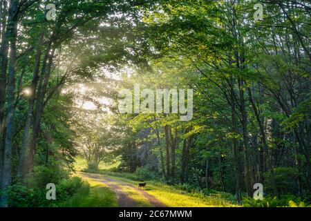 Un tratto illuminato dal sole del Confederation Trail nella rurale Isola del Principe Edoardo, Canada. Foto Stock