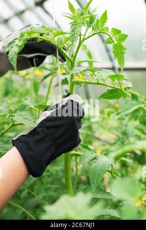 Donna lega i pomodori verdi nella serra. Foto Stock