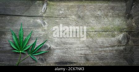 Foglie verdi di canapa - Cannabis Sativa - su fondo tavola di legno. Banner di concetto Marijuana medica. Copia spazio per il tuo testo pubblicitario Foto Stock