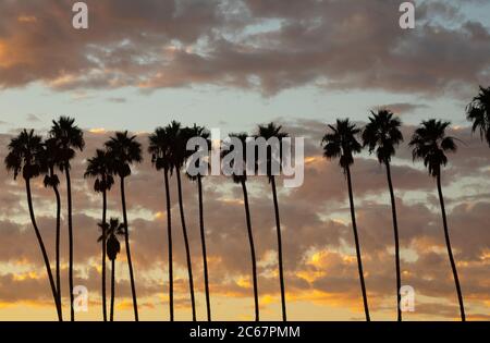 Palme contro il cielo nuvoloso al tramonto, Santa Barbara, California, USA Foto Stock