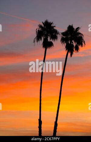 Due palme al tramonto, Santa Barbara, California, USA Foto Stock