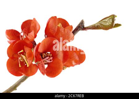 Cotogna ornamentale giapponese - Chaenomeles japonica - con sfondo bianco - da sinistra - come sfondo - grande Foto Stock