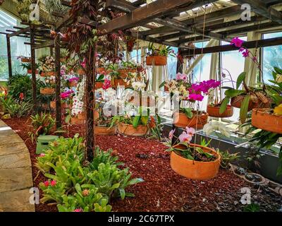 Orchidee colorate fioriscono appesi su strutture in legno e piante tropicali esotiche che crescono in serra. Foto Stock