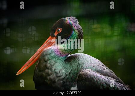 Edimburgo, Regno Unito. Mar 7 Giugno 2020. Una cicogna nera (Ciconia nigra) allo Zoo di Edimburgo, Scozia, Regno Unito. Foto Stock