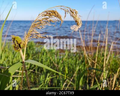 Una palla di spiderweb appesa alla canna rush spiritoso fiore riccamente in crescita alla spiaggia del fiume. Fiume blu e rosso, vegetazione verde e cielo blu all'orizzonte. Foto Stock