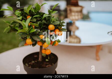 Un albero di tangerini in una pentola nel cortile Foto Stock