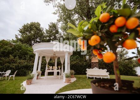 Un albero di tangerini in una pentola nel cortile Foto Stock