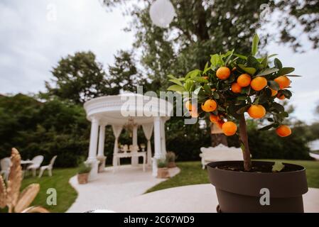 Un albero di tangerini in una pentola nel cortile Foto Stock