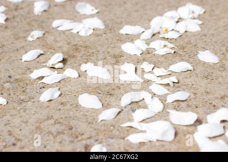 I petali bianchi dell'albero fiorito caddero a terra. Petali di mela o ciliegie si trovano a terra. Foto Stock
