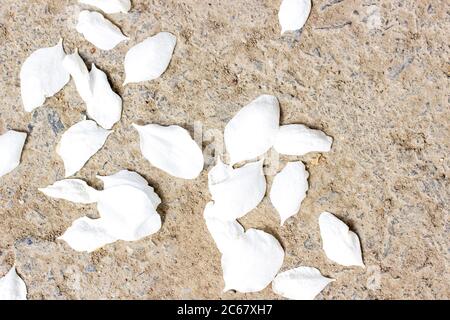 I petali bianchi dell'albero fiorito caddero a terra. Petali di mela o ciliegie si trovano a terra. Foto Stock