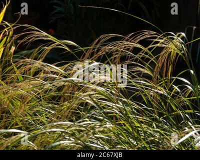 Spray floreale estivo retroilluminato dell'erba del vento ornamentale neozelandese, Anemanthele lessoniana (Stipa arundinacea) Foto Stock