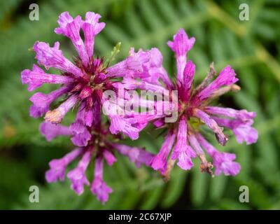 Fiori rosa nelle teste della fioritura estiva UK fiori selvatici e cottage giardino pianta, Betonica officinalis, legno betony Foto Stock