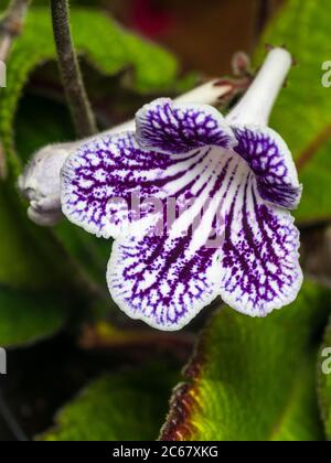 Marcature bianche e viola a rete sul fiore estivo della pianta sempreverde, Streptocarpus "Polka Dot Purple" Foto Stock