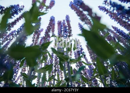Vista dal fondo dei cespugli di lavanda luminosi da vicino guardando in alto. Lavanda in fiore. Foto Stock