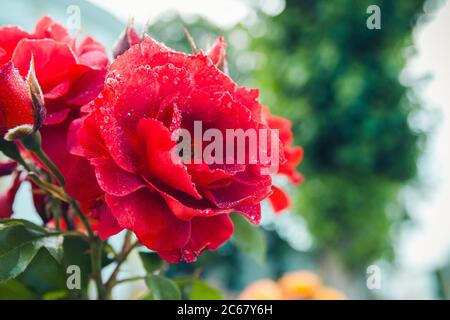 Rosario. Magnifici cespugli di rose rosse bagnate in fiore dopo l'annaffiatura. Messa a fuoco selettiva. Foto Stock