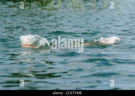 Un uomo bagna nel lago e fa spruzzi Foto Stock