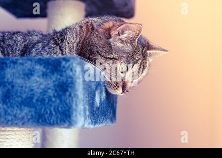 Gatto sdraiato su un graffiatore guardando qualcosa Foto Stock