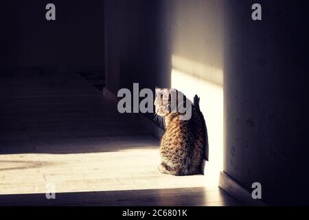 Cat in un fascio solare, foto ad alto contrasto Foto Stock