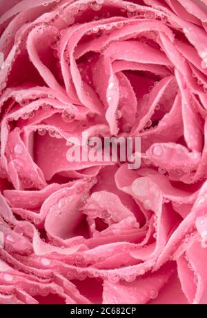 Primo piano di rosa fresco fiore con gocce d'acqua Foto Stock