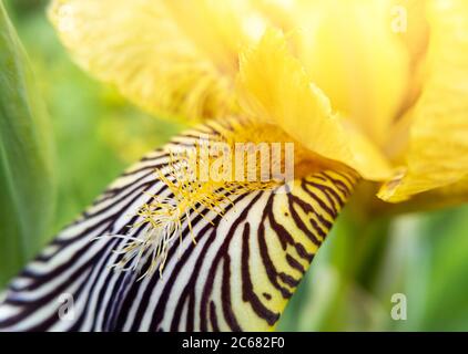 Macro foto di fiore giallo iris con fuoco su pestello e balsami con luce solare. Foto di scorta. Foto Stock