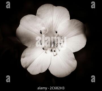 Lily fiore con pistilli e stami, California, USA Foto Stock